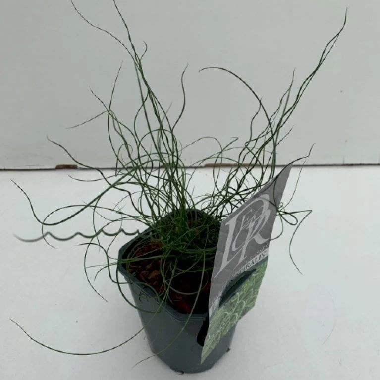 Spiral-Lysesiv Juncus Effusus Spiralis 1 Liter Potte 3 Spiral-Lysesiv Juncus Effusus Spiralis 1 Liter Potte