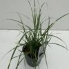 Dværg Zebragræs 'Little Zebra' Miscanthus Sinensis 'Little Zebra' Potte 2 Liter.