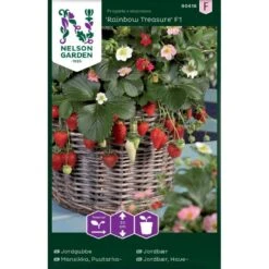Jordbær 'Rainbow Treasure' F1 Fragaria X Ananassa 'Rainbow Treasure' F1