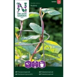 Malabarspinat 'Rubra' Basella Rubra L. 'Rubra'