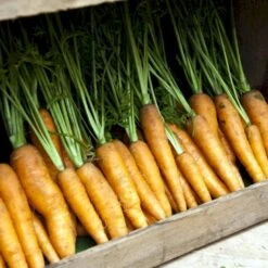 Vintergulerod 'Flakkée 2' Såbånd Daucus Carota L 'Flakkée 2' -Siriu Planter Butik p33692 54619 daucus carota l flakkee 2 90c7