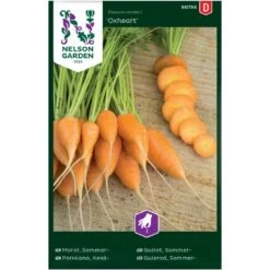 Gulerod, Sommer-, Oxheart Daucus Carota L 'Oxheart'