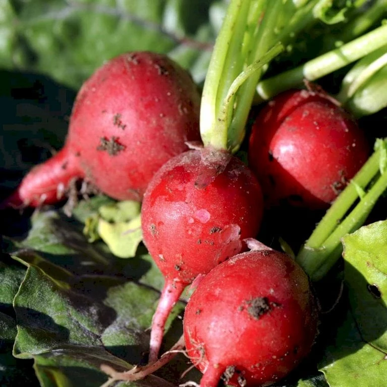 Radise 'Saxa 2' Øko Raphanus Sativus 'Saxa 2' 4 Radise 'Saxa 2' Øko Raphanus Sativus 'Saxa 2' - Billede 2