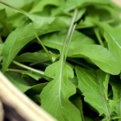 Vild Rucola Øko Diplotaxis Tenufolia -Siriu Planter Butik p33780 54666 diplotaxis tenufolia 4efc