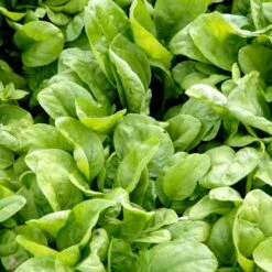 Spinat 'Vroeg Reuzenblad' Øko Spinacia Oleracea L. 'Vroeg Reuzenblad' -Siriu Planter Butik p33792 54667 spinacia oleracea l vroeg reuzenblad da39