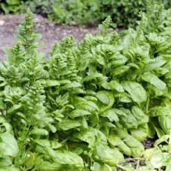 Spinat 'Vroeg Reuzenblad' Øko Spinacia Oleracea L. 'Vroeg Reuzenblad' -Siriu Planter Butik p33792 54668 spinacia oleracea l vroeg reuzenblad e1ba