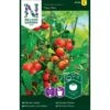 Tomat 'Tiny Tim' Solanum Lycopersicum 'Tiny Tim' 2 Tomat 'Tiny Tim' Solanum Lycopersicum 'Tiny Tim' -Siriu Planter Butik p33826 37027 solanum lycopersicum tiny tim 1169
