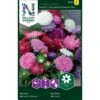 Sommerasters 'Dwarf Crysanthemum' Mix Callistephus Chinensis 'Dwarf Chrysanthemum' Mix -Siriu Planter Butik p33842 37201 callistephus chinensis dwarf chrysanthemum mix 383d