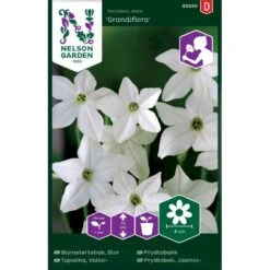 Høj Jasminprydtobak 'Grandiflora' Nicotiana Alata 'Grandiflora'