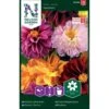 Dahlia 'Redskin' Mix Dahlia × Pinnata 'Redskin' -Siriu Planter Butik p33878 37230 dahlia pinnata redskin e244