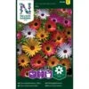 Middagsblomst Mix Dorotheanthus Bellidiformis Mix 2 Middagsblomst Mix Dorotheanthus Bellidiformis Mix -Siriu Planter Butik p33879 37231 dorotheanthus bellidiformis mix ebbd
