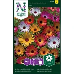 Middagsblomst Mix Dorotheanthus Bellidiformis Mix