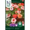 Flittiglise 'Cha Cha' F1 Mix Impatiens Walleriana 'Cha Cha' F1 Mixture -Siriu Planter Butik p33883 37234 impatiens walleriana cha cha f1 mixture c01a