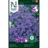 Ægte Heliotrop 'Marine' Heliotropium Arborescens L. 'Marine' -Siriu Planter Butik p33887 37237 heliotropium arborescens l marine 49dd