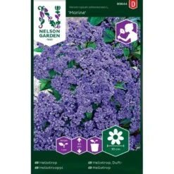 Ægte Heliotrop 'Marine' Heliotropium Arborescens L. 'Marine'