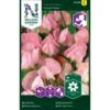 Ærteblomst 'Royal Rose' Lathyrus Odoratus L. 'Royal Rose' -Siriu Planter Butik p33923 37269 lathyrus odoratus l royal rose c7a0