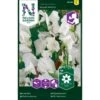 Ærteblomst 'Royal White' Lathyrus Odoratus L. 'Royal White' -Siriu Planter Butik p33925 37271 lathyrus odoratus l royal white 8a0b