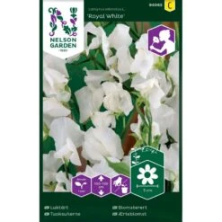 Ærteblomst 'Royal White' Lathyrus Odoratus L. 'Royal White'