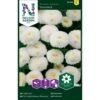 Matrem 'Snowball' Tanacetum Parthenium 'Snowball' -Siriu Planter Butik p33935 37280 tanacetum parthenium snowball ec07