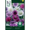 Enårig Papirblomst Mix Xeranthemum Annuum -Siriu Planter Butik p33939 37283 xeranthemum annuum 8ddc