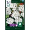 Pelargonie 'Inspire White' F1 Pelargonium X Hortorum 'Inspire White' F1 -Siriu Planter Butik p33942 37285 pelargonium x hortorum inspire white f1 5cef