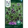 Øjeblomst 'Penny Black' Nemophila Menziesii 'Penny Black' -Siriu Planter Butik p33956 37295 nemophila menziesii penny black be6f