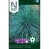 Blåsvingel Festuca -Siriu Planter Butik p33957 37296 festuca 0b06