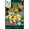 Pyntegæskar 'Crowns Of Thorn' Cucurbita Pepo Shenot 'Crowns Of Thorn' -Siriu Planter Butik p33962 37301 cucurbita pepo shenot crowns of thorn a217