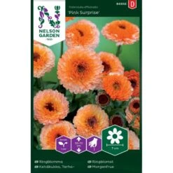 Morgenfrue 'Pink Surprise' Calendula Officinalis 'Pink Surprise'
