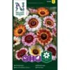 Okseøje Mix Chrysanthemum Carinatum -Siriu Planter Butik p33980 37317 chrysanthemum carinatum cbee