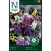 Vinget Hindebæger Mix Limonium Sinuatum Mix -Siriu Planter Butik p33981 37318 limonium sinuatum mix c232