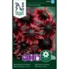 Håret Solhat 'Cherry Brandy' Rudbeckia Hirta Var. Pulcherrima 'Cherry Brandy' -Siriu Planter Butik p33993 37329 rudbeckia hirta var pulcherrima cherry brandy 96df