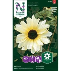 Høj Solsikke 'Ice Cream' Helianthus Debilis 'Ice Cream'