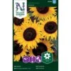 Solsikke 'Ikarus' Helianthus Annuus 'Ikarus' 2 Solsikke 'Ikarus' Helianthus Annuus 'Ikarus' -Siriu Planter Butik p34006 37339 helianthus annuus ikarus c394