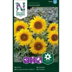 Lav Solsikke 'Pacino Gold' Helianthus Annuus 'Pacino Gold'