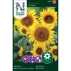 Lav Solsikke 'Sunspot' Helianthus Annuus 'Sunspot'