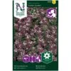 Biblomme 'Violett Queen' Lobularia Maritima 'Violett Queen' -Siriu Planter Butik p34023 37353 lobularia maritima violett queen 1d63
