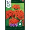Rød Brændende Kærlighed Lychnis Chalcedonica L. -Siriu Planter Butik p34024 37354 lychnis chalcedonica l bfe0