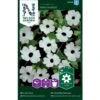 Susanne Med Det Sorte øje 'Alba Oculata' Thunbergia Alata 'Alba Oculata'