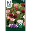 Tusindfryd 'Pomponette' Bellis Perennis L. 'Pomponette' -Siriu Planter Butik p34044 37371 bellis perennis l pomponette a375