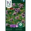 Kæmpejernurt Verbena Bonariensis -Siriu Planter Butik p34054 37377 verbena bonariensis c651