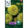 Frøkenhat 'Envy' Zinnia Elegans 'Envy' -Siriu Planter Butik p34062 37383 zinnia elegans envy 4a47