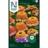 Frøkenhat 'Zinderella Peach' Zinnia Elegans 'Zinderella Peach' -Siriu Planter Butik p34067 37388 zinnia elegans zinderella peach 0c3c