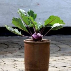 Kålrabi 'Azur-Star' Øko Brassica Oleracea 'Azur-Star' Frøpose, Antal Pr. Pakke, Ca. 70 Stk. -Siriu Planter Butik p34094 54590 brassica oleracea azur star ac30