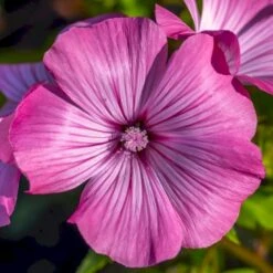 Mamelukærme 'Loveliness' Øko Lavatera Trimestris L. 'Loveliness' Frøpose, Antal Pr. Pakke, Ca. 30 Stk. -Siriu Planter Butik p34098 54708 lavatera trimestris l loveliness 0f5c