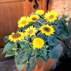 Høj Kæmpe Solsikke Øko Helianthus Annuus Frøpose, Antal Pr. Pakke, Ca. 25 Stk. -Siriu Planter Butik p34099 54713 helianthus annuus d0dd