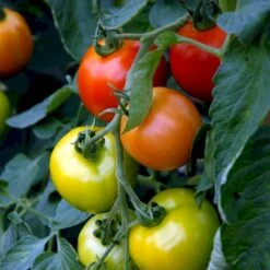 Tomat 'Bolstar Granda' Øko Solanum Lycopersicum 'Bolstar Granda' Frøpose, Antal Pr. Pakke, Ca. 4 Stk. 5 Tomat 'Bolstar Granda' Øko Solanum Lycopersicum 'Bolstar Granda' Frøpose, Antal Pr. Pakke, Ca. 4 Stk. -Siriu Planter Butik p34111 54675 solanum lycopersicum bolstar granda 1d0e