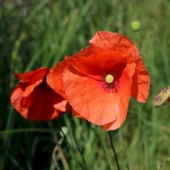 Kornvalmue Øko Papaver Rhoeas L. Frøpose, Antal Pr. Pakke, Ca. 25 Stk. -Siriu Planter Butik p34114 54716 papaver rhoeas l 0f25