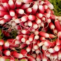 Radise 'Flamboyant 2' Øko Raphanus Sativus 'Flamboyant 2' Frøpose, Antal Pr. Pakke, Ca. 130 Stk. -Siriu Planter Butik p34121 54642 raphanus sativus flamboyant 2 9c0e