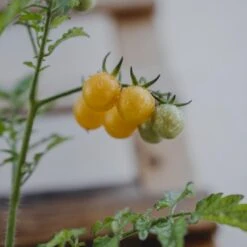 Ribstomat 'Golden Currant' Øko Solanum Pimpinellifolium 'Golden Currant' Frøpose, Antal Pr. Pakke, Ca. 3 Stk. 6 Ribstomat 'Golden Currant' Øko Solanum Pimpinellifolium 'Golden Currant' Frøpose, Antal Pr. Pakke, Ca. 3 Stk. -Siriu Planter Butik p34123 54681 solanum pimpinellifolium golden currant f8f7
